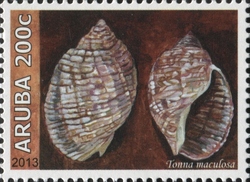 Tonna maculosa
