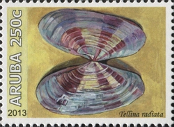 Tellina radiata
