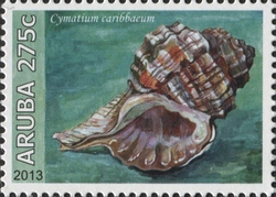 Cymatium caribbaeum