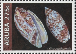 Olivia caribaeensis