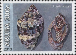 Stamp, Voluta musica, Aruba,  , Marine fauna, Fauna