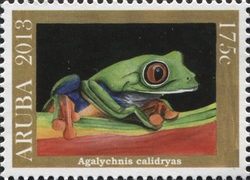 Agalychnis calidryas