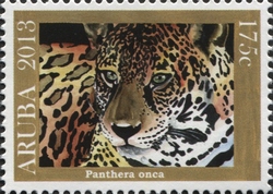 Panthera onca