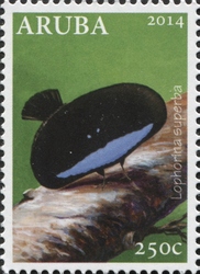 Lophorina superba