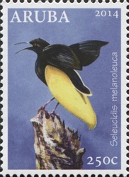 Seleucidis melanoleuca