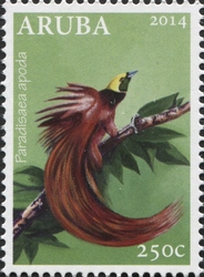 Paradisaea apoda