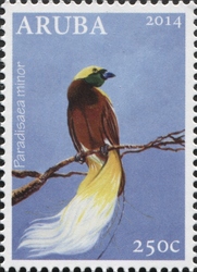 Paradisaea minor