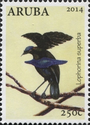 Stamp, Lophorina superba, Aruba,  , Fauna, Birds