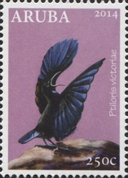 Ptiloris victoriae