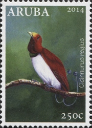 Cicinnurus regius