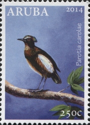 Parotia carolae
