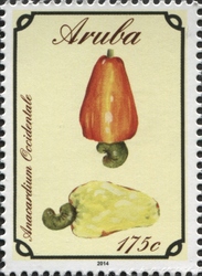 Anacardium occidentale