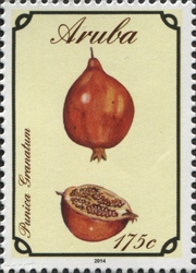 Punica granatum