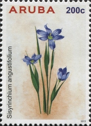 Sisyrinchium anguistifolium