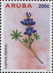 Stamp, Lupinus lepidus, Aruba,  , Flora, Flowers