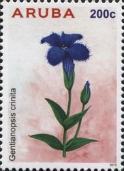 Gentianopsis crinita