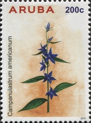 Campanulastrum americanium