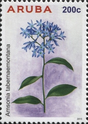 Amsonia tabernaemontana