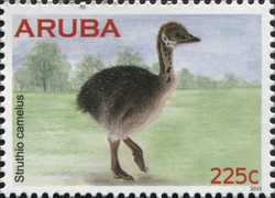 Ostrich