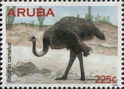 Ostrich