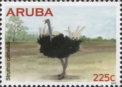 Ostrich