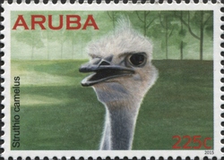 Ostrich