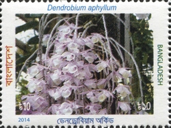 Dendrobium aphyllum