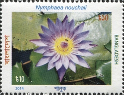 Nymphaea nouchali