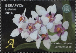Orchids