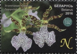 Orchids