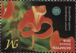 Orchids