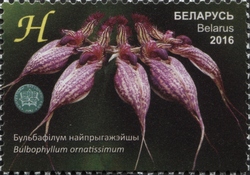 Orchids