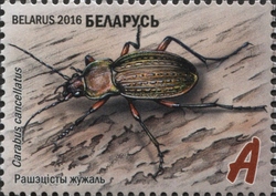 Ground Beetles