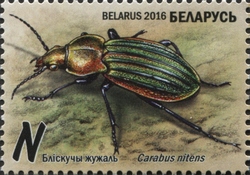 Ground Beetles