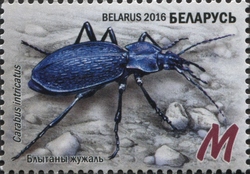 Ground Beetles