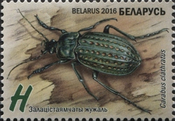 Ground Beetles