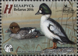 Common goldeneye