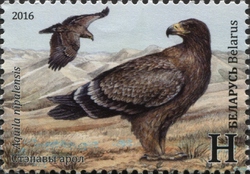 Steppe Eagle