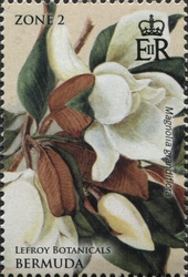 Magnolia grandiflora