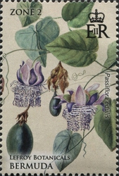 Pasiflora edulis