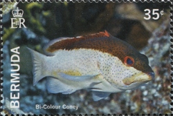 Bermuda Reef Fish