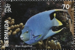 Bermuda Reef Fish