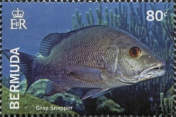 Bermuda Reef Fish