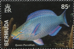 Bermuda Reef Fish