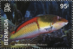 Bermuda Reef Fish