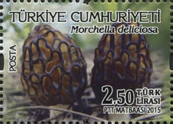Morchella deliciosa