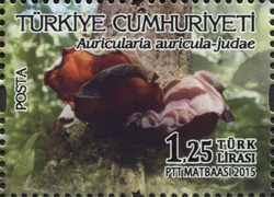 Auricularia auricula-judae