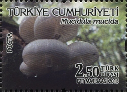 Mucidula mucida