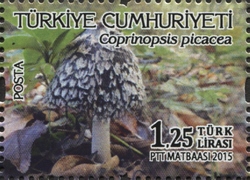 Stamp, Coprinopsis picacea, Turkey,  , Mushrooms, Flora