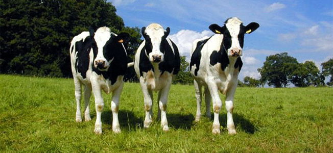 Cattle